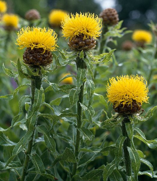 Centaurea macrocephala